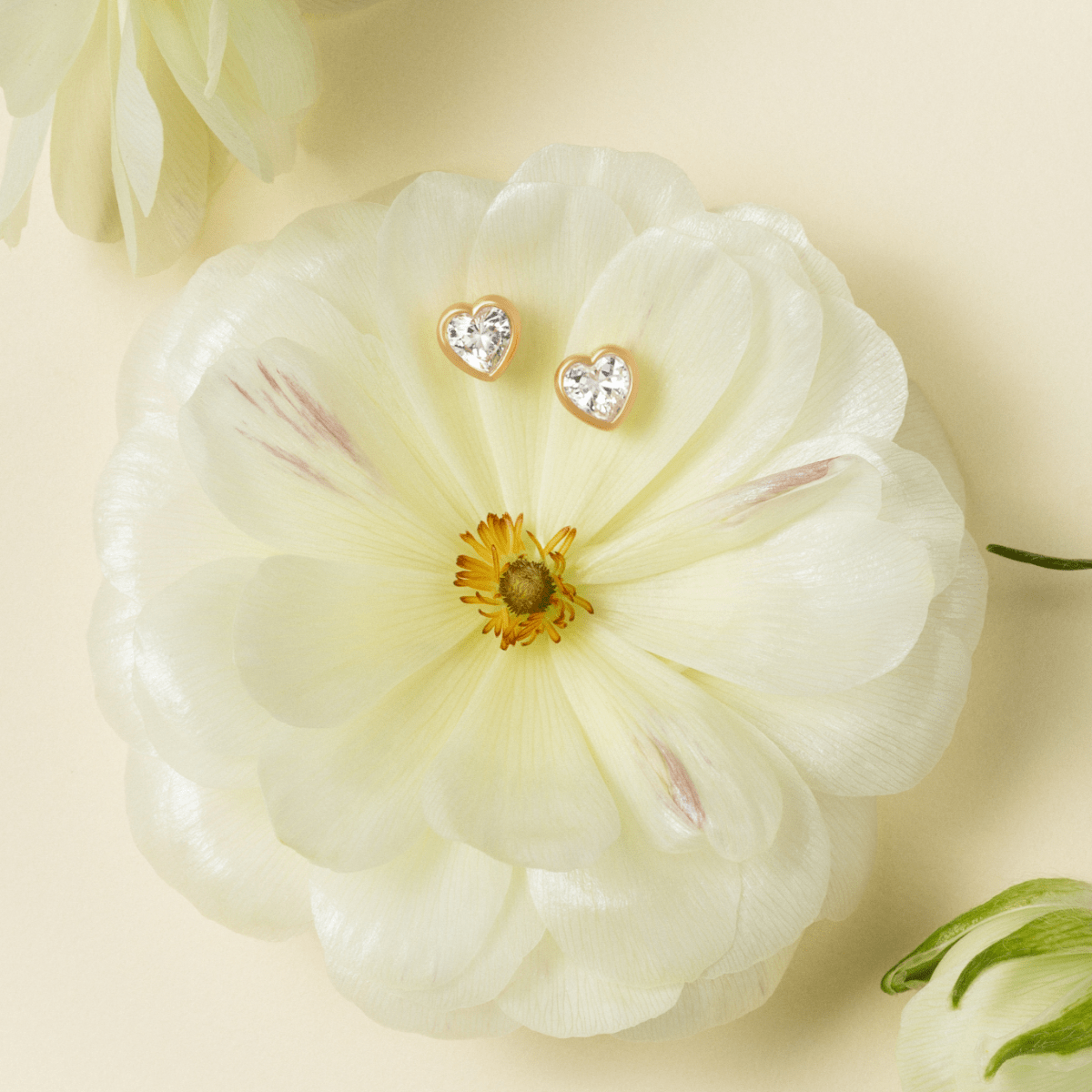 Amorina ørestikker med hjerteformet cubic zirconia placeret på en hvid blomst